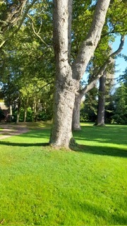 One of the lovely walks in the grounds of Hellen’s Manor